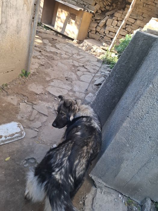 Подарявам  куче.