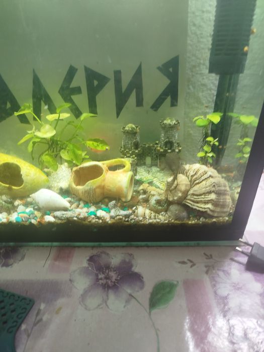 Продам аквариумных рыб