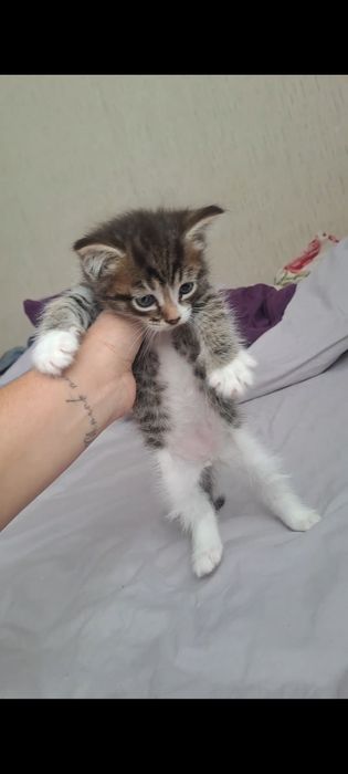 Отдам котят в добрые руки)
