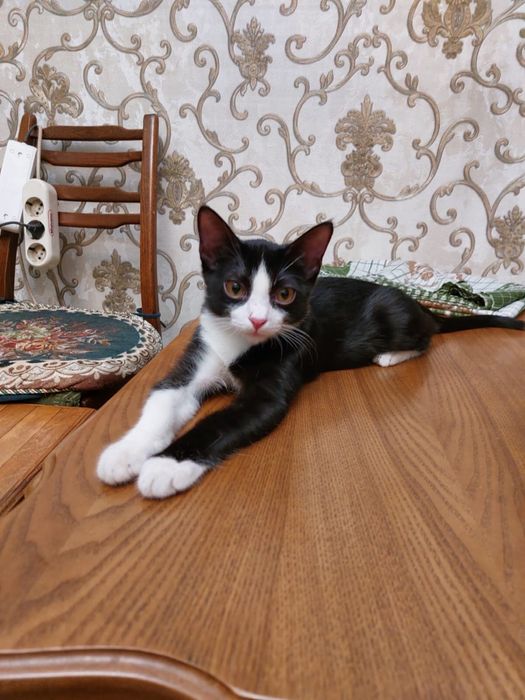 Котенок в добрые руки