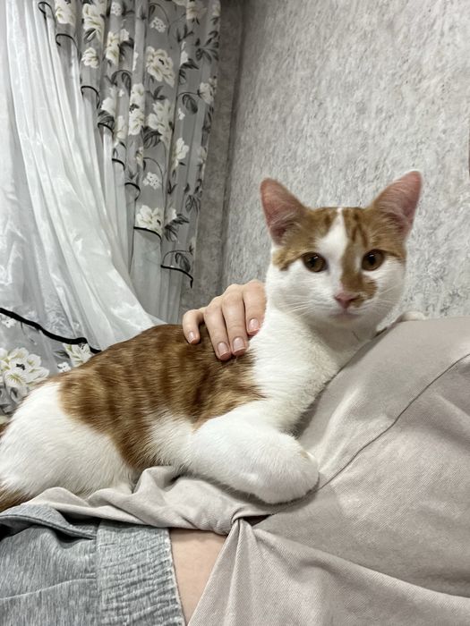 Отдам кота в добрые руки