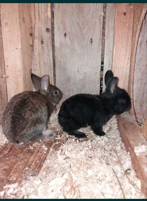 Disponibil uriaș german și alte rase