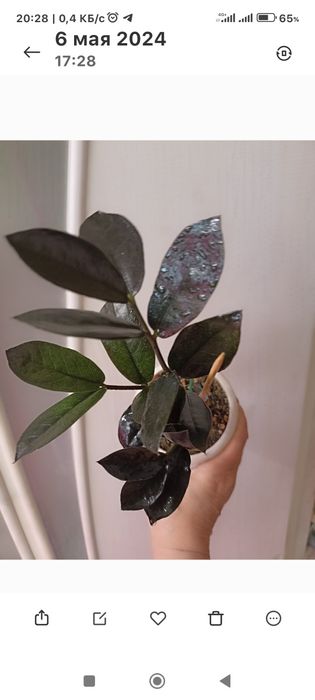 Фикусы Бенджамина,продажа