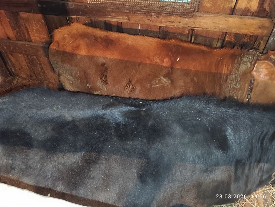 Продам  телку!!!