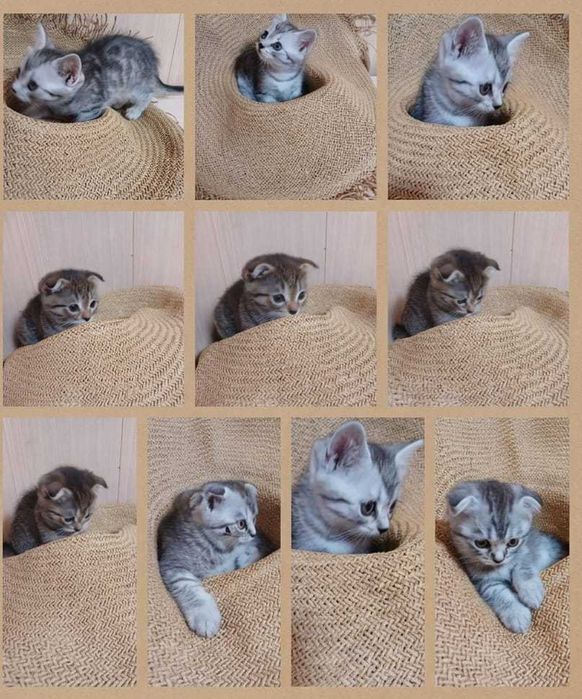 Продам шотландских котят.