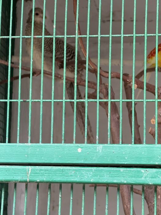 Птицы и жывотные