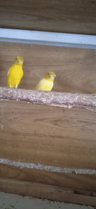 Продам канареек молодых.