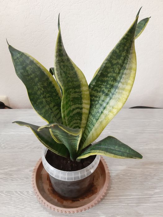 Комнатные цветы по 3000 тг