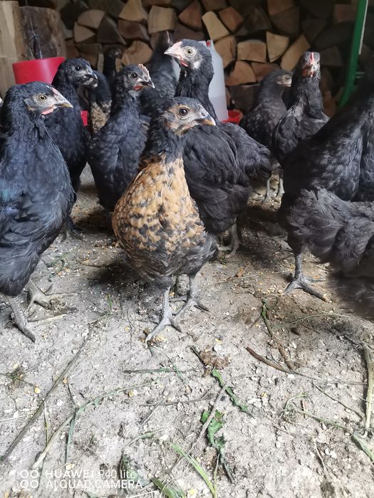 Pui de ţară crescuţi cu cereale