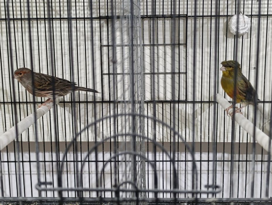 Певчие канарейки