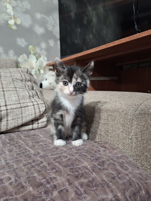 Отдам котят мальчиков