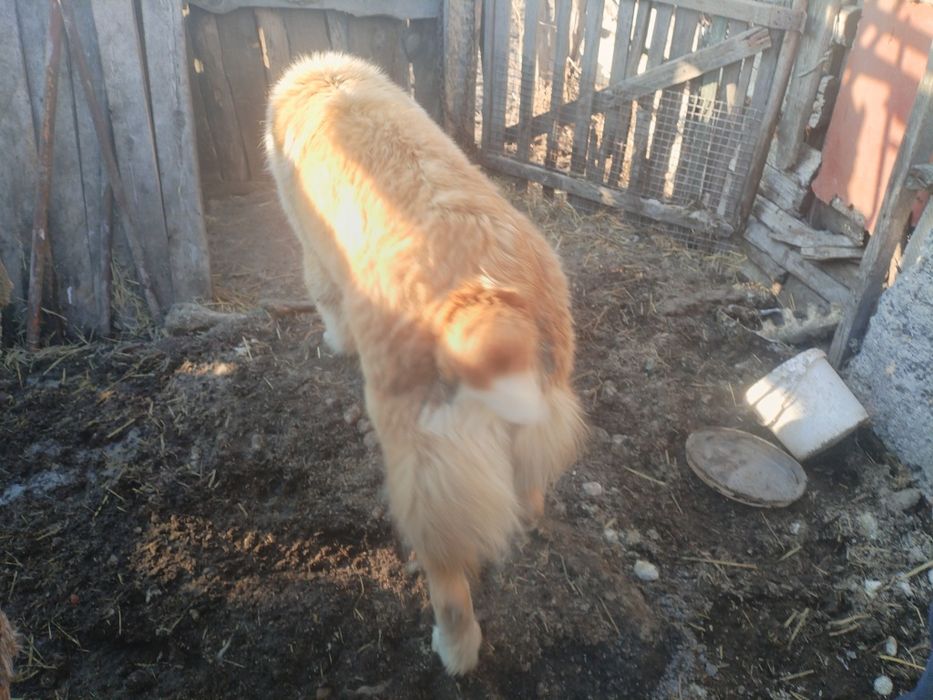 Продам кабеля Алабай