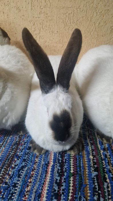 Vând femele Urias de Transilvania