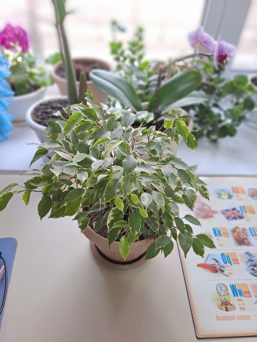 Шикарные цветы от 1000 тнг