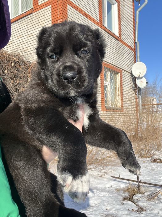 САО щенки в продаже