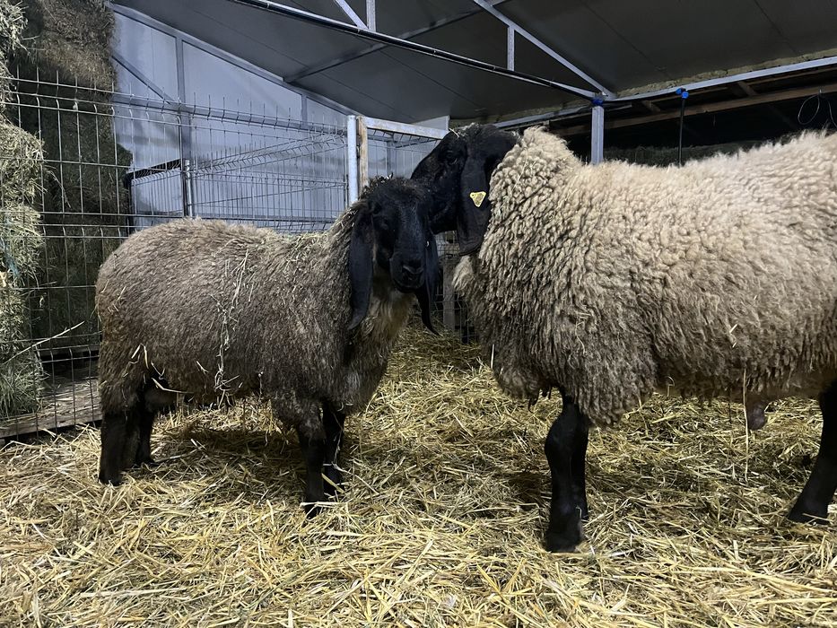 Vand Berbecuți Țigaie Serbeasca origine