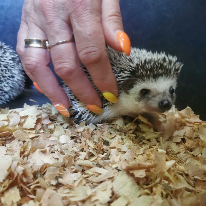 Малки таралежчета