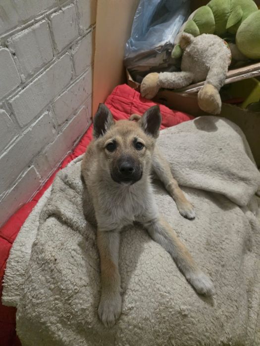 Шикарные щеночки  2 месяцев