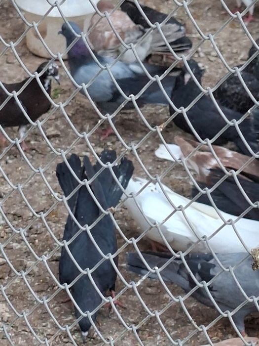 Продам бакинцы голуби