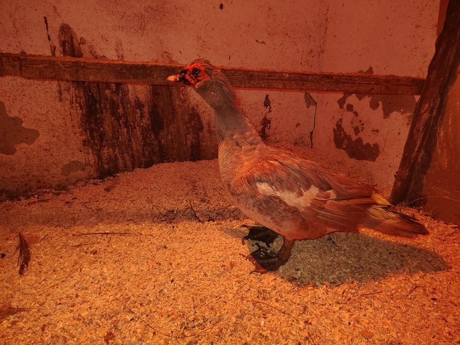 Лаванда еркек сатылады / продаётся самец лаванбы