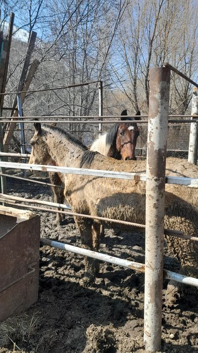 Құнан асау,жеребчик не обученый.