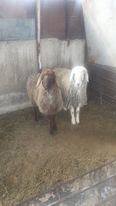 Қой сатылыды семіз тоқты