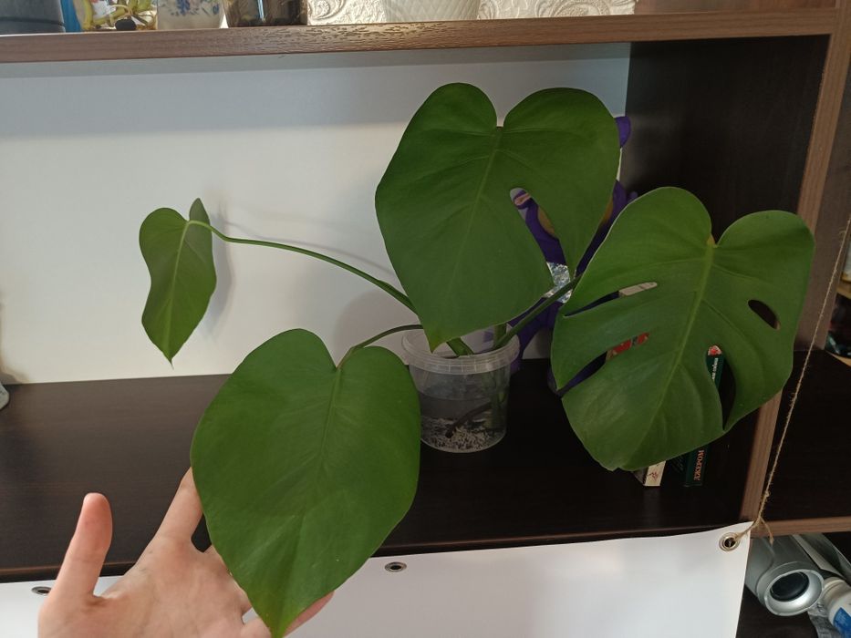 Продам растения цветы