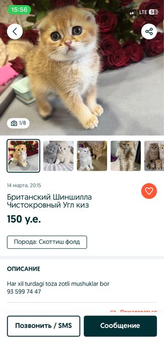 mushukchalar turk angora shotlandskaya strayt fold mushuk