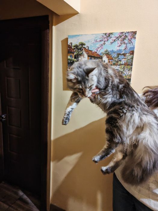 Мейн кун мъжки котета