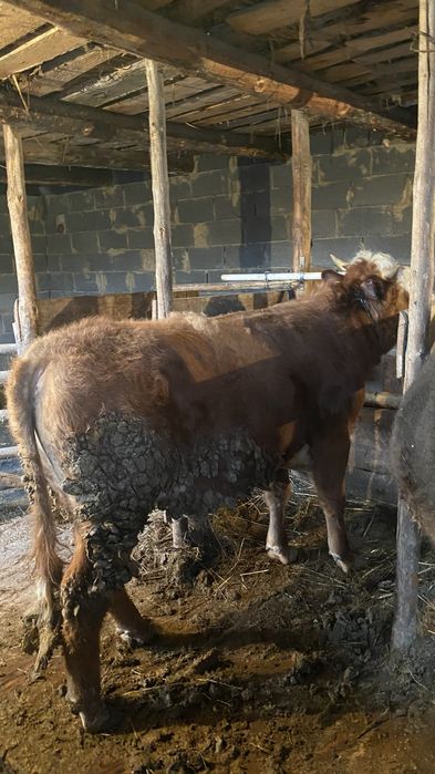 Бычки откормленные