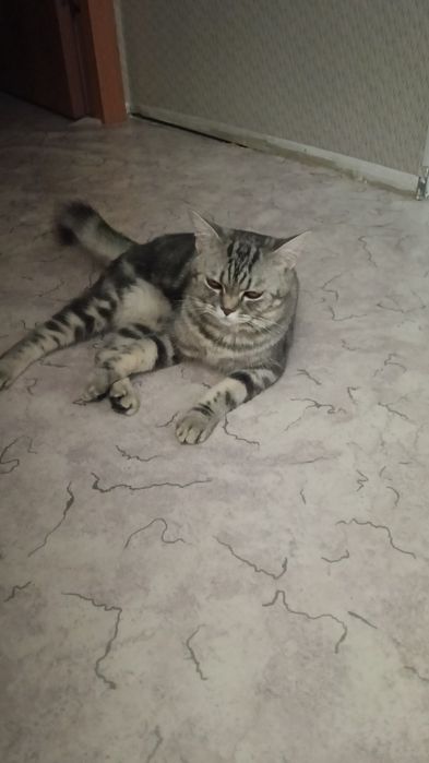Кошка короткошорстная Британка