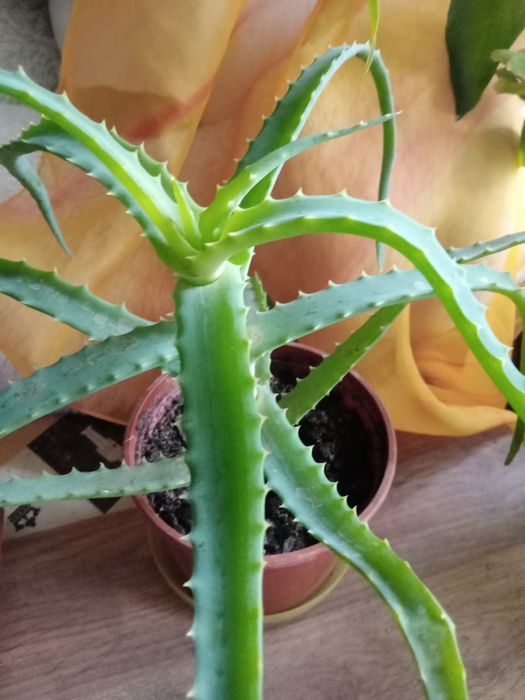 Алоэ . Суккулент .