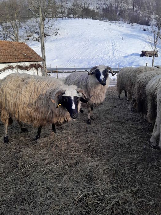 Vând       cinci  oi