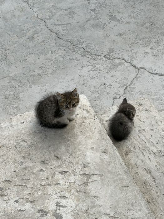 Котята ищут дом