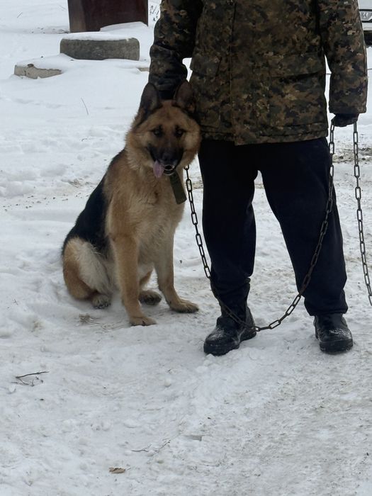 Продом немецкое овчарку