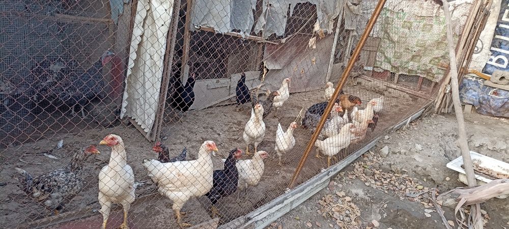 Товук хурозлар сотилади