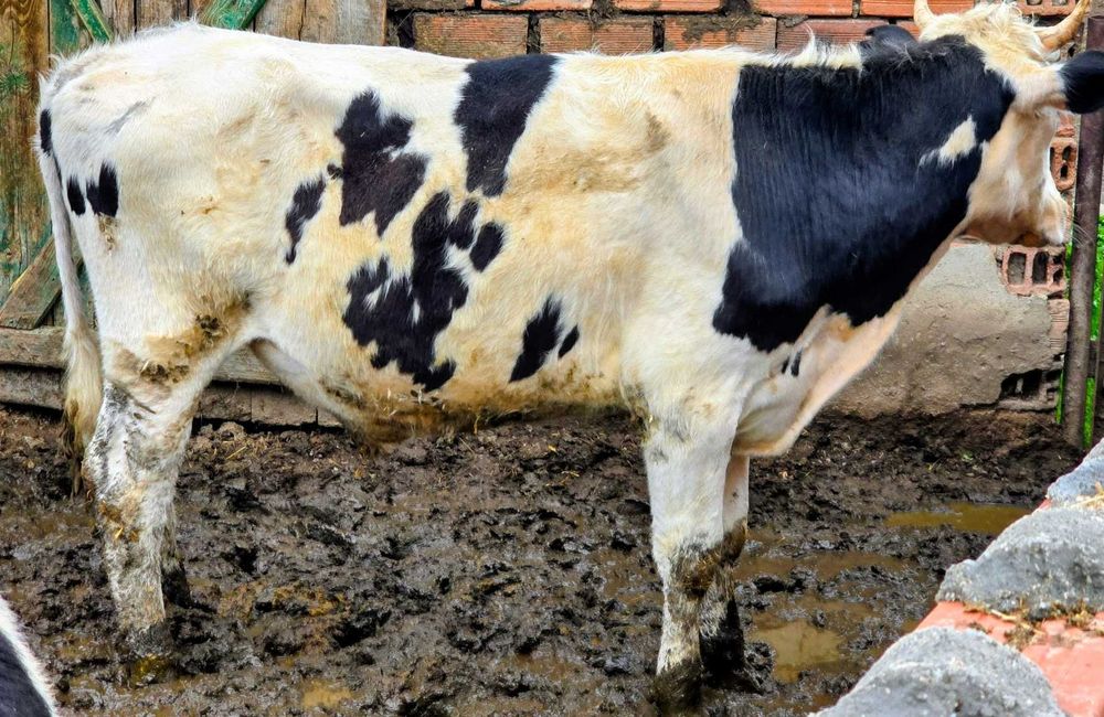 ПРОДАВАМ: 2 мъжки телета (скопени) 4 евро за килограм, общо тегло 700 кг