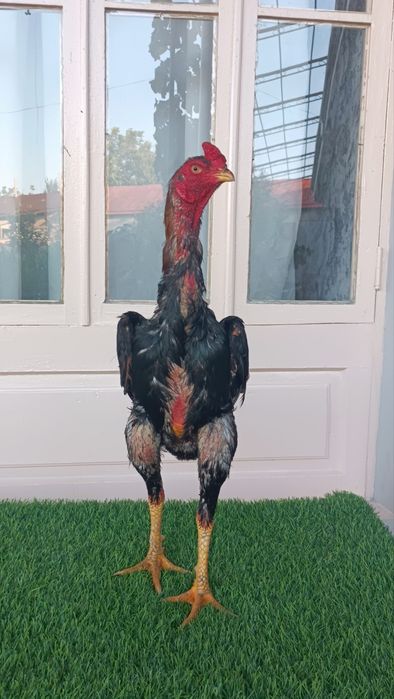 Dakan xoroz sotiladi