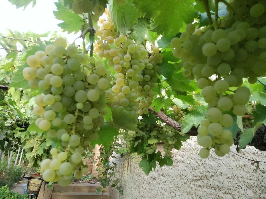 Продавам бяло грозде