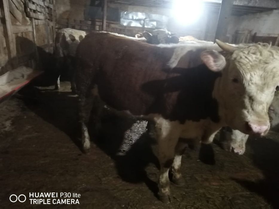 Откорм бұқалар сатылады