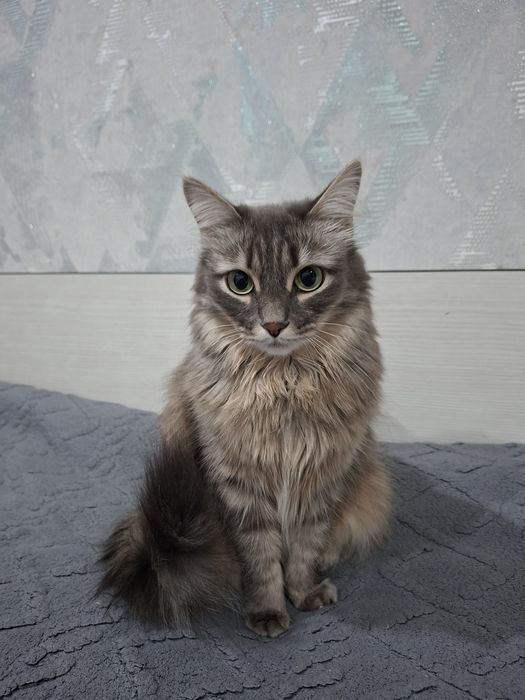 Отдам кошечку в хорошие руки