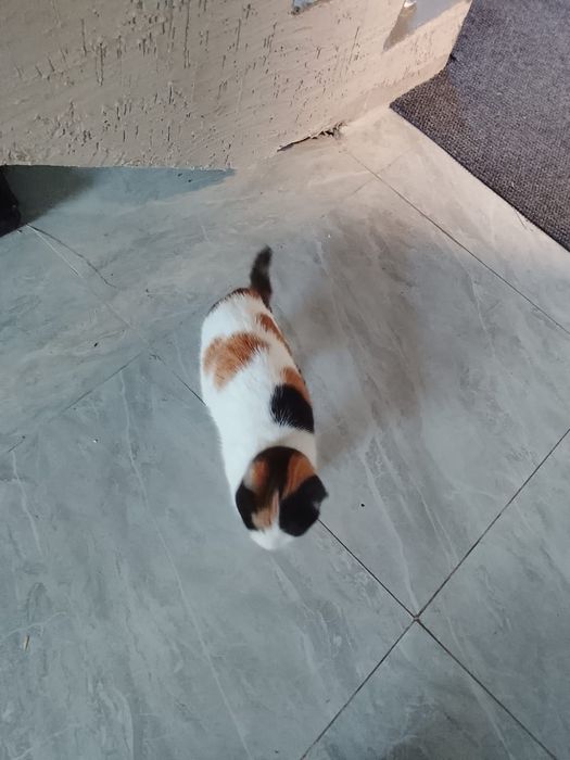 Пушистики ищут дом