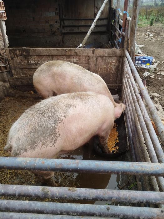 2броя домашни прасета 140 150кг