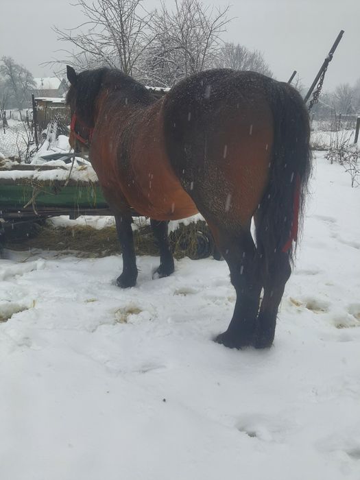 Vând sau schimb armăsar semigreu