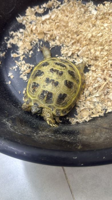 Продам черепашку