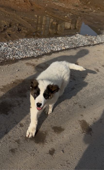 Срочна сатлады кушік алабай