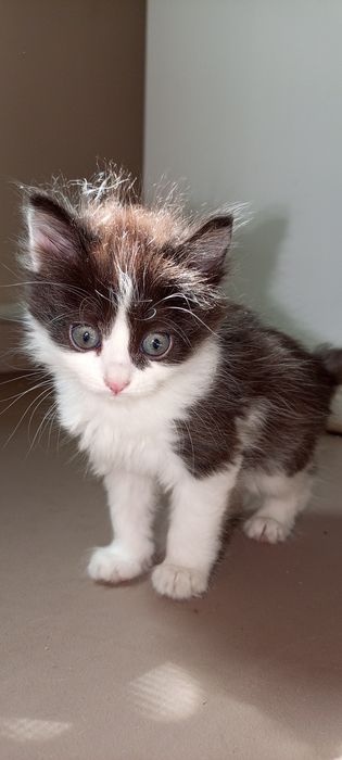 Котёнок полтора месяца, мальчик.