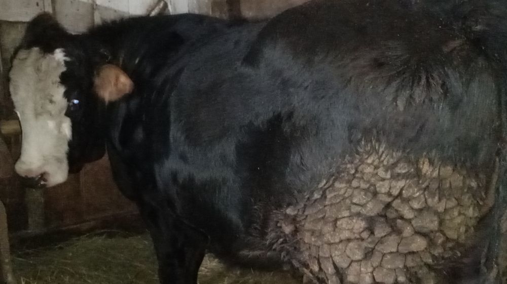 Vând juncă Angus de 2 ani