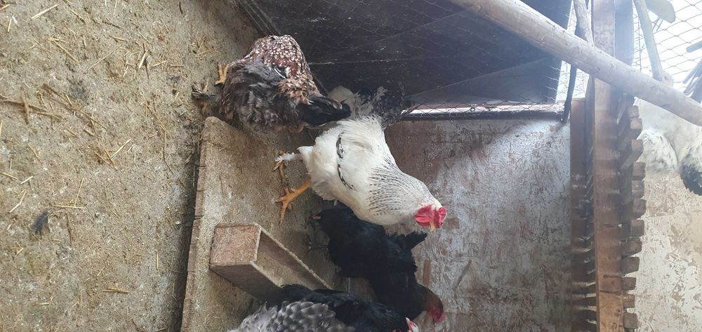 Ouă de găină pentru incubat