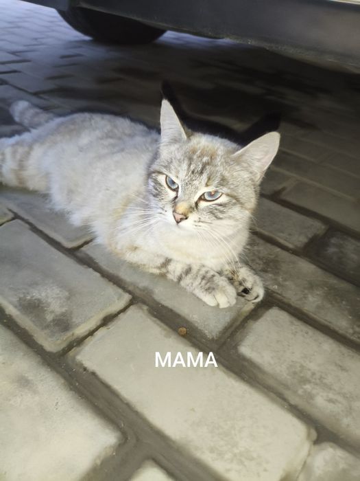 Отдам котят в добрые руки